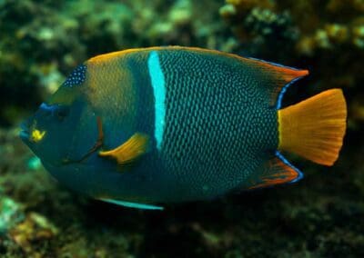 King angelfish