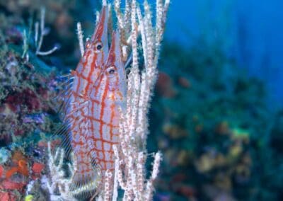Colorful reef fish at dive site in Bahía Solano