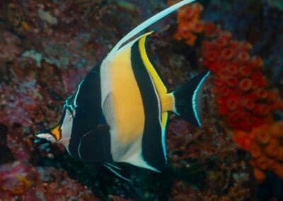 Moorish Idol