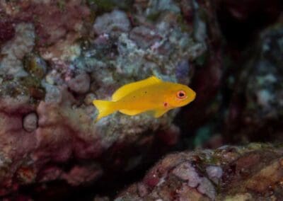 Pacific Creolefish Juvenile