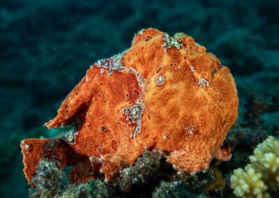 Painted frogfish