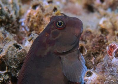 Panamic Fanged Blenny