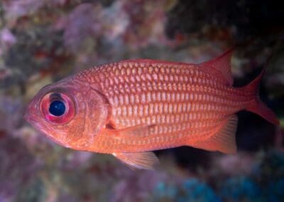 Panamic soldierfish