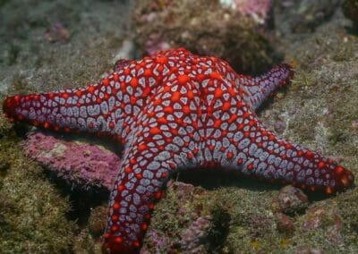 Pentaceraster Cumingi