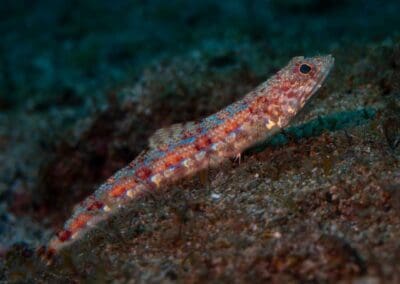 Sand Lizardfish