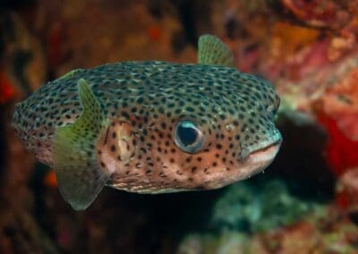 Spot-fin porcupinefish