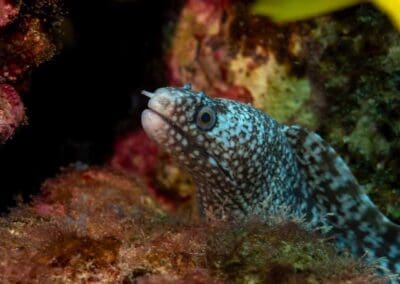Spotted moray