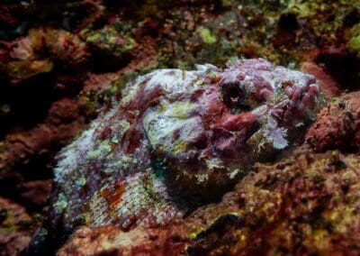 Stone Scorpionfish