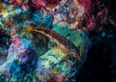 Throatspotted Blenny