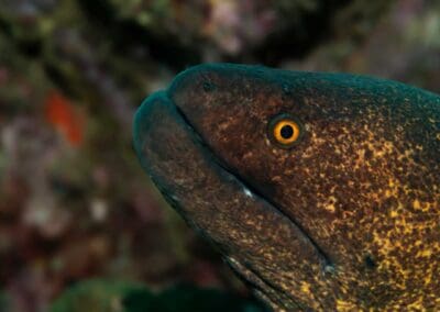 Yellow Edged Moray