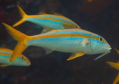 Yellow goatfish