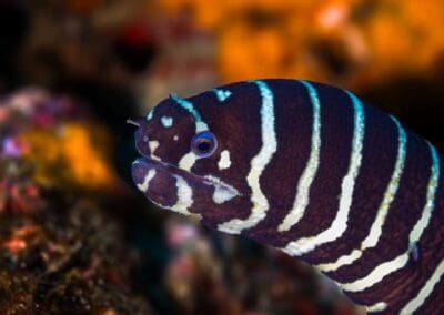 Zebra moray