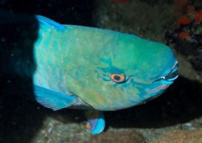 in a night dive in Bahía Solano
