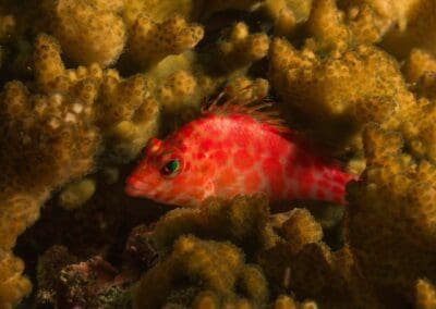 in a night dive in Bahía Solano
