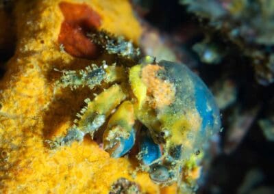 in a night dive in Bahía Solano