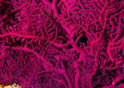 in a night dive in Bahía Solano