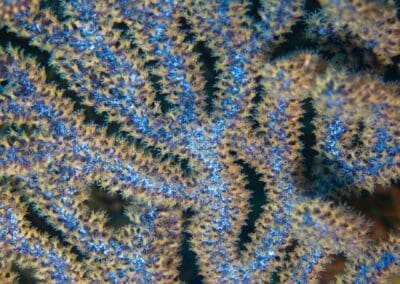 in a night dive in Bahía Solano