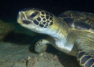 in a night dive in Bahía Solano