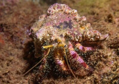 in a night dive in Bahía Solano