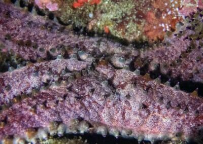 in a night dive in Bahía Solano