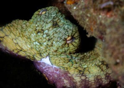 in a night dive in Bahía Solano