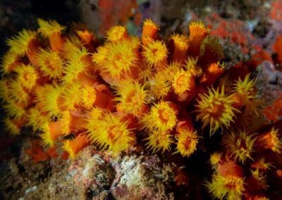 in a night dive in Bahía Solano