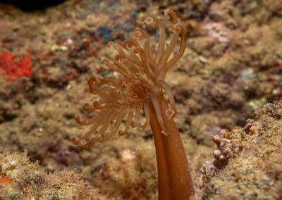 in a night dive in Bahía Solano