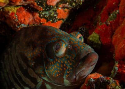 in a night dive in Bahía Solano
