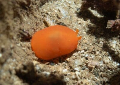 in a night dive in Bahía Solano