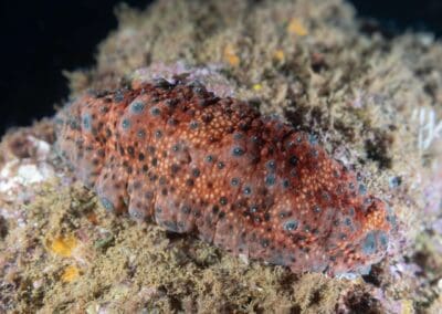 in a night dive in Bahía Solano