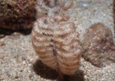 in a night dive in Bahía Solano