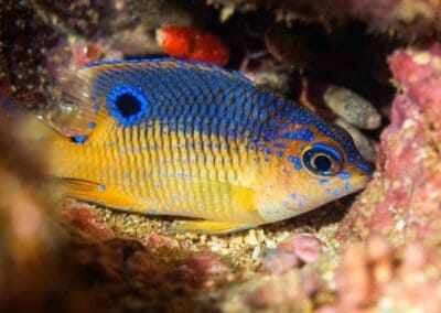 in a night dive in Bahía Solano