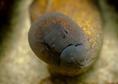 in a night dive in Bahía Solano