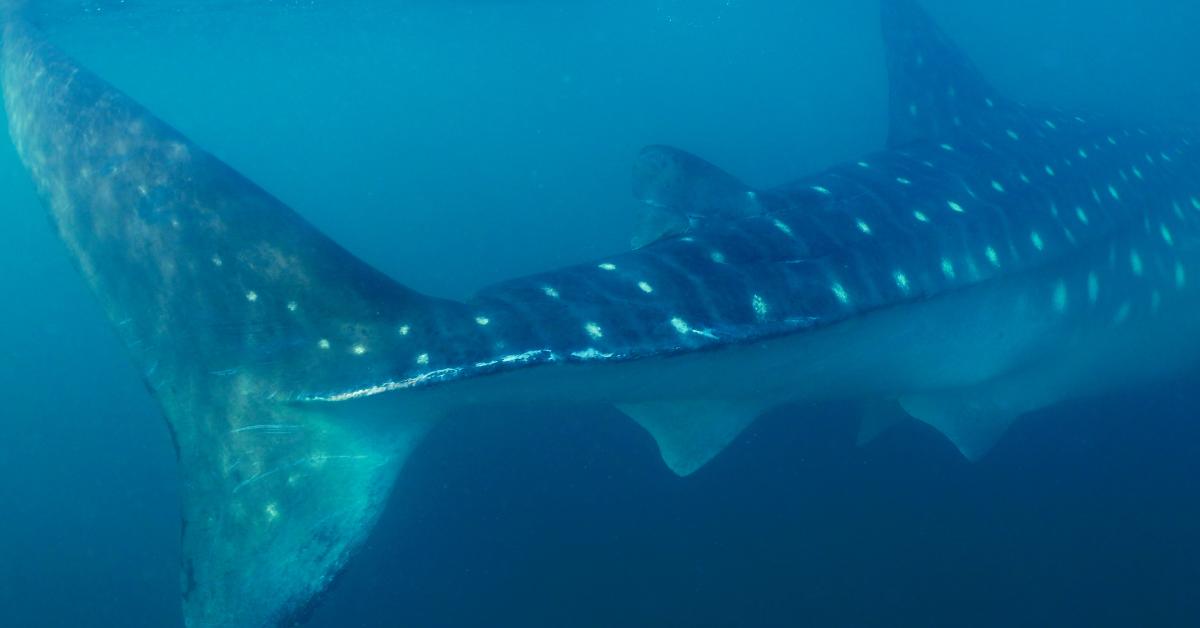 whale shark tail in Bahía Solano