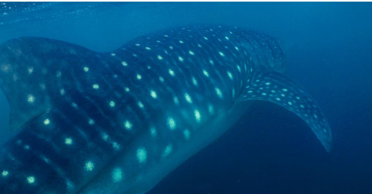 whale shark fin in Bahía Solano