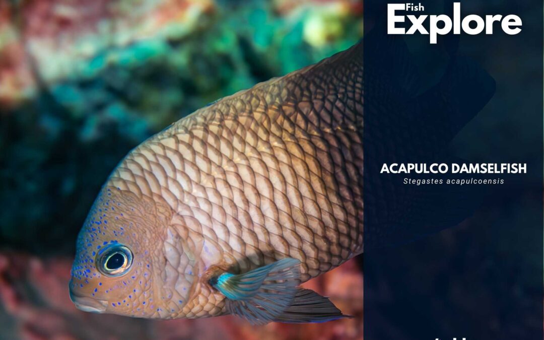 Acapulco Damselfish