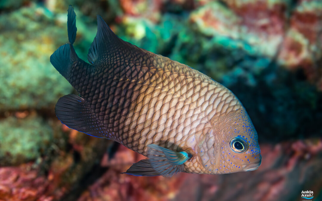 Acapulco Damselfish