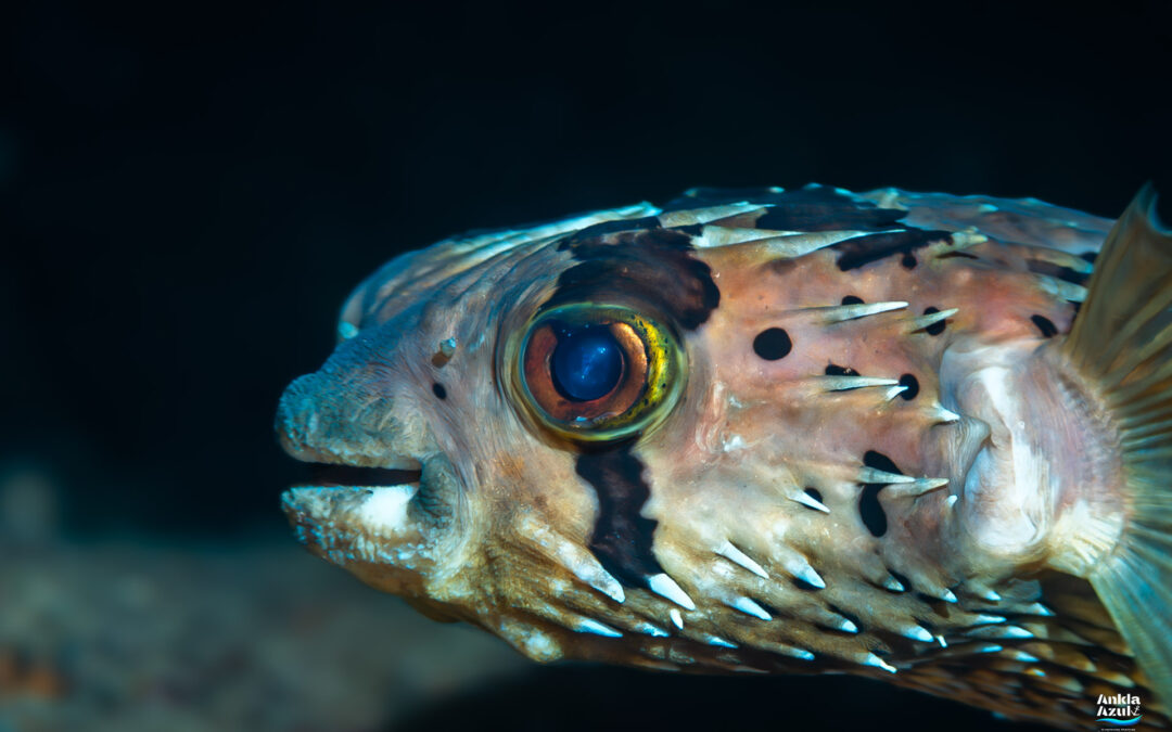 Balloonfish