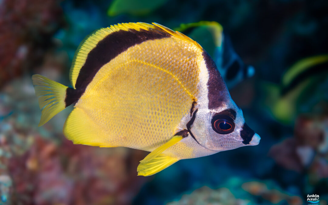 Blacknosed Butterflyfish