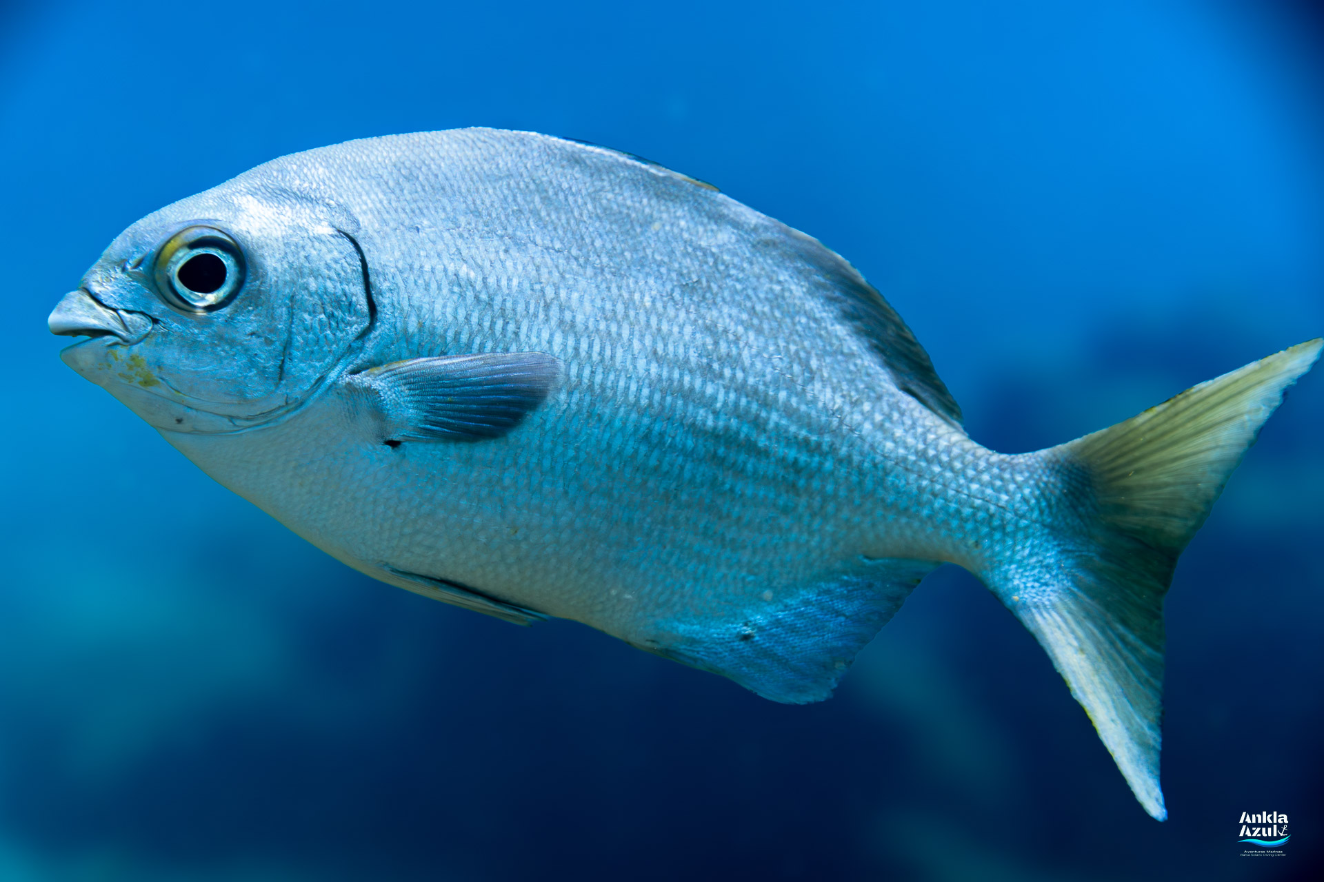 Brassy Chub | Ankla Azul