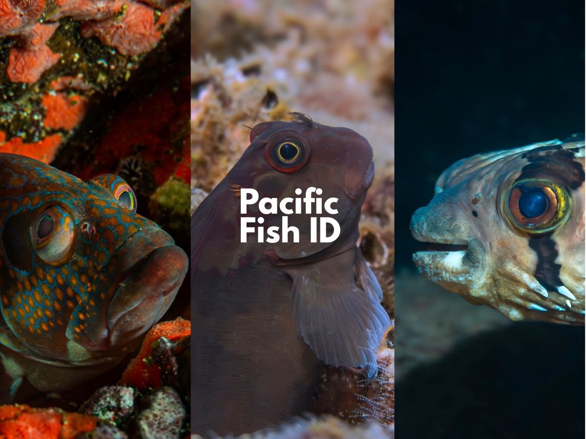 Pacific Fish ID | Guide to Bahia Solano & Chocó Marine Life