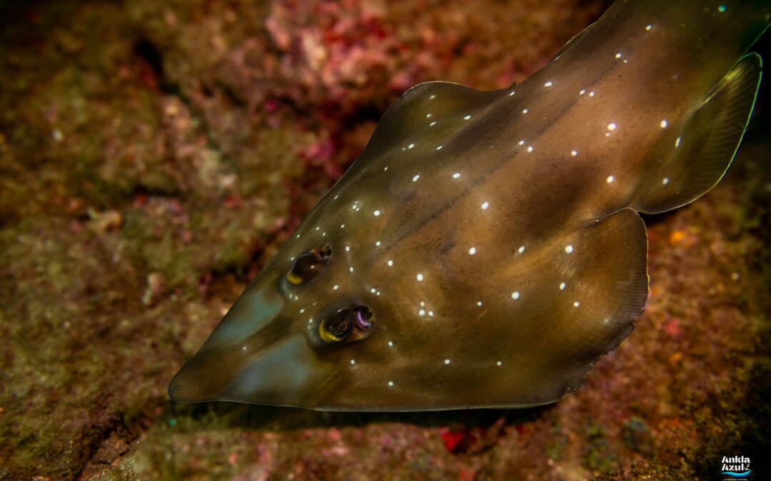 Gorgona Guitarfish