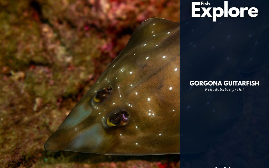 Gorgona Guitarfish