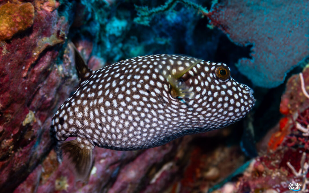 Guineafowl Puffer