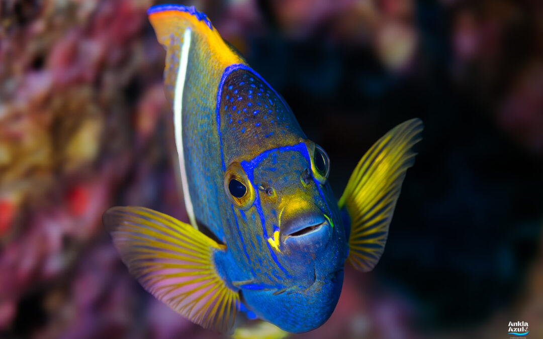 King Angelfish