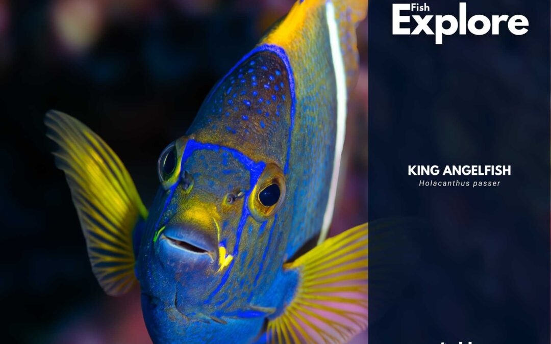 King Angelfish
