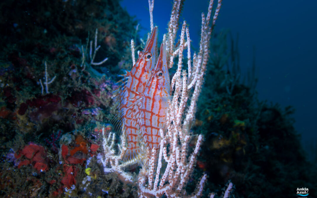 Longnose Hawkfish