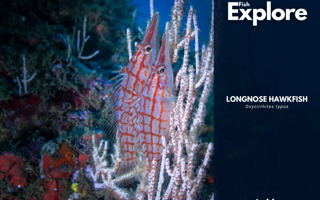 Longnose Hawkfish