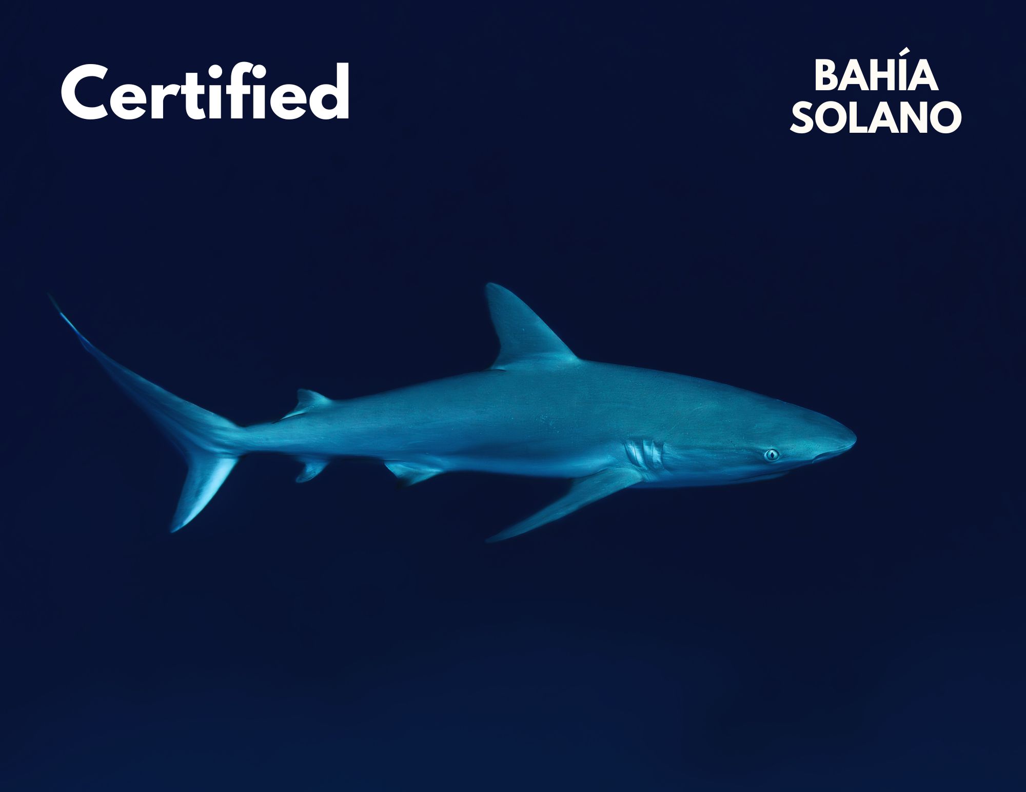 Try Scuba Diving in Bahia Solano