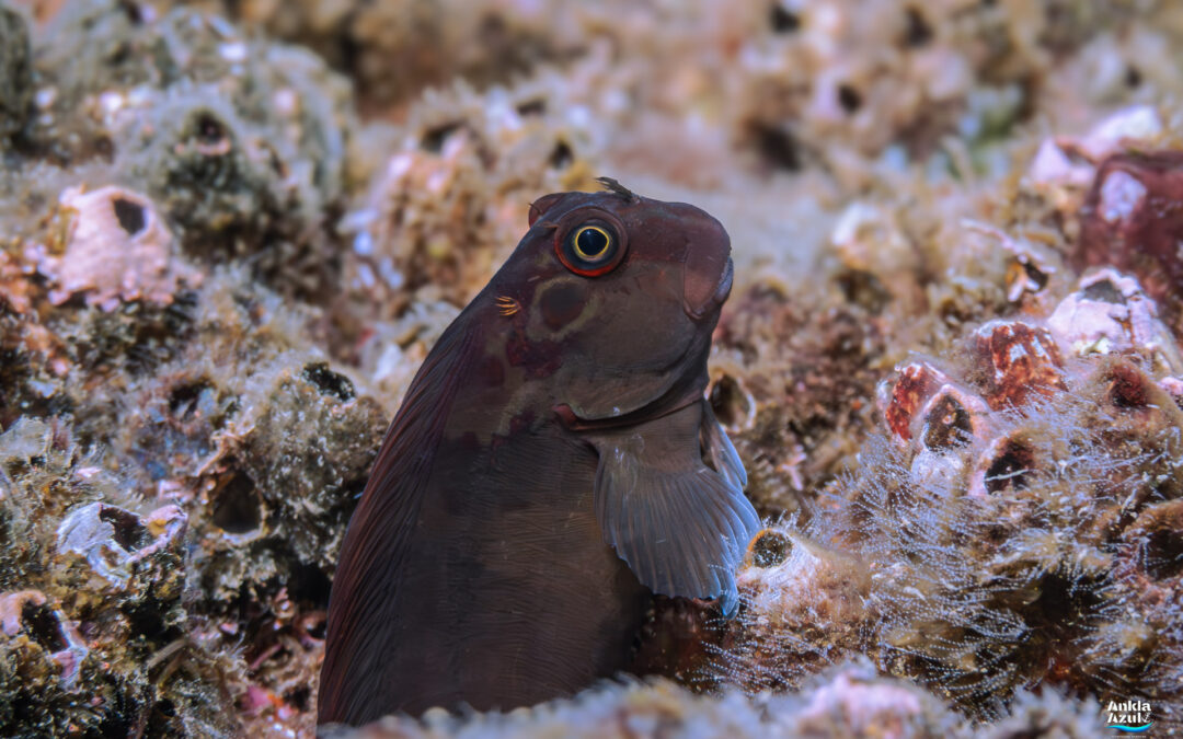 Panamic Fanged Blenny